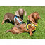 Nayeco X-TRM Neo Negro arnés para perros, , large indicador imagen numero 3